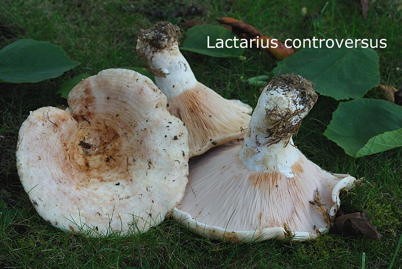 Lactarius controversus-amf1098.jpg - Lactarius controversus ; Syn: Lactarius lateripes ; Nom français: Lactaire des peupliers